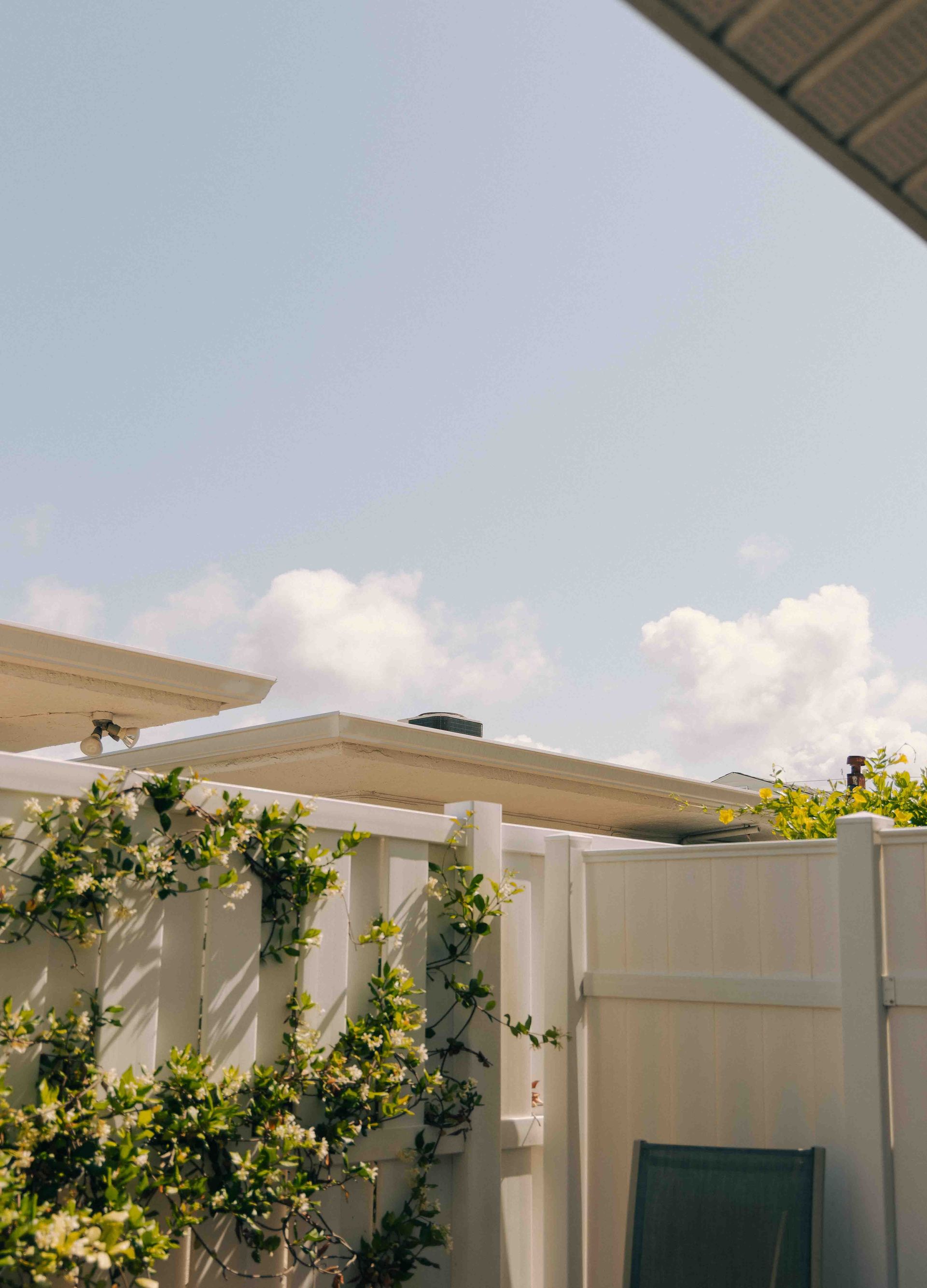 Bright backyard view with a white fence, green climbing plants, and clear sky.