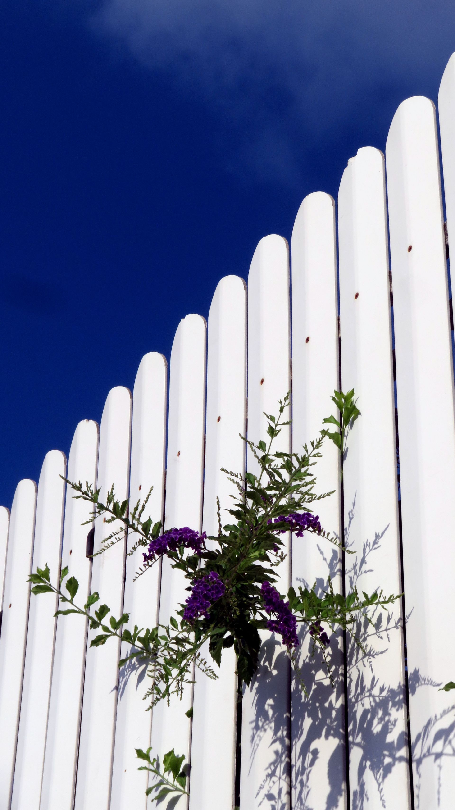 A vibrant image of a white fence with purple blooms against a deep blue sky.